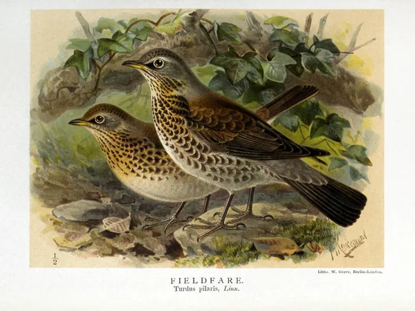 Illustratie Van Vogels Gekleurde Cijfers Van Vogels Van Britse Eilanden — Stockfoto