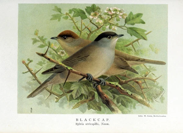 Ілюстрація Птах Кольорові Фігурки Птахів Британських Островах — стокове фото