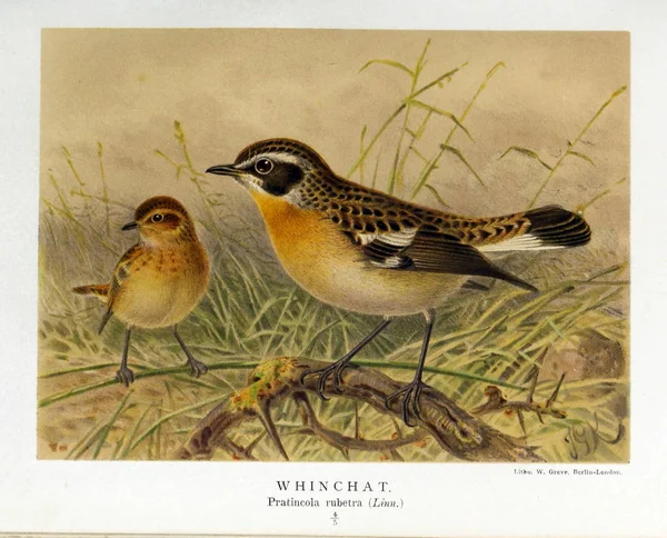 Illustratie Van Vogels Gekleurde Cijfers Van Vogels Van Britse Eilanden — Stockfoto