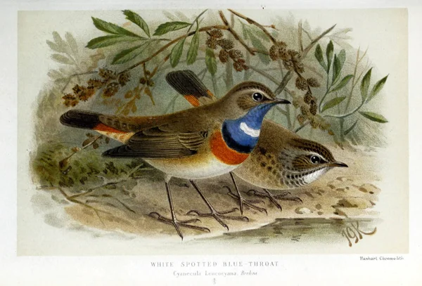 Vogeldarstellung Farbige Figuren Der Vögel Der Britischen Inseln — Stockfoto