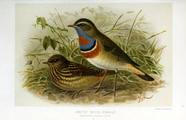 Illustration of bird. Coloured figures of the birds of the British Islands