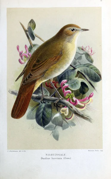 Illustration Oiseau Figures Colorées Des Oiseaux Des Îles Britanniques — Photo