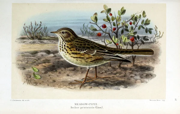 Illustration Oiseau Figures Colorées Des Oiseaux Des Îles Britanniques — Photo