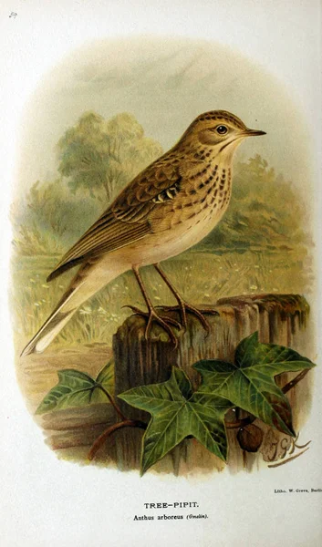 Illustratie Van Vogels Gekleurde Cijfers Van Vogels Van Britse Eilanden — Stockfoto