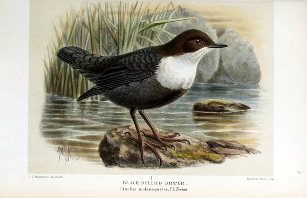 Illustration of bird. Coloured figures of the birds of the British Islands