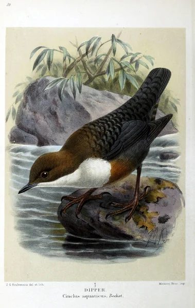 Ilustración Aves Figuras Coloreadas Las Aves Las Islas Británicas — Foto de Stock