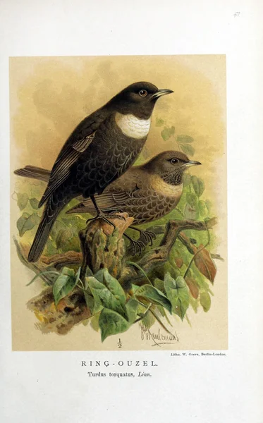 Illustratie Van Vogels Gekleurde Cijfers Van Vogels Van Britse Eilanden — Stockfoto