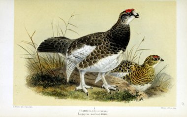 Kuş Illustration. İngiliz Adaları kuşların renkli resimler