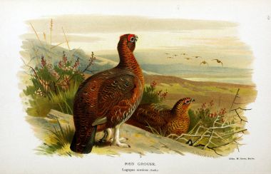 Kuş Illustration. İngiliz Adaları kuşların renkli resimler