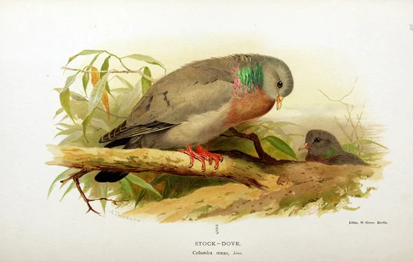 Illustratie Van Vogels Gekleurde Cijfers Van Vogels Van Britse Eilanden — Stockfoto