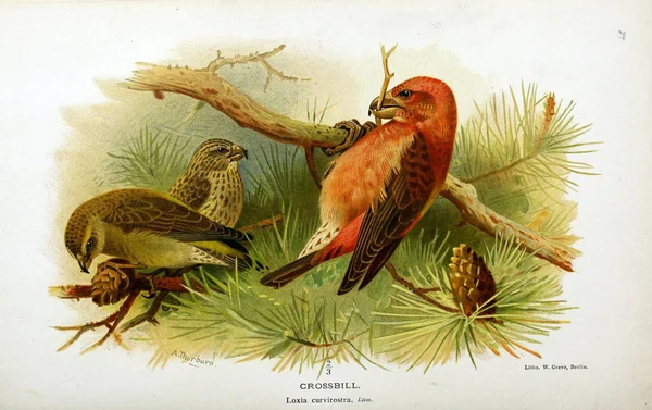 Иллюстрация Птицы Цветные Фигуры Птиц Британских Островов — стоковое фото
