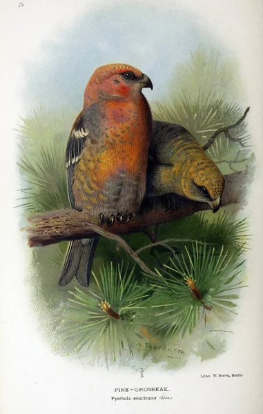 Illustration of bird. Coloured figures of the birds of the British Islands