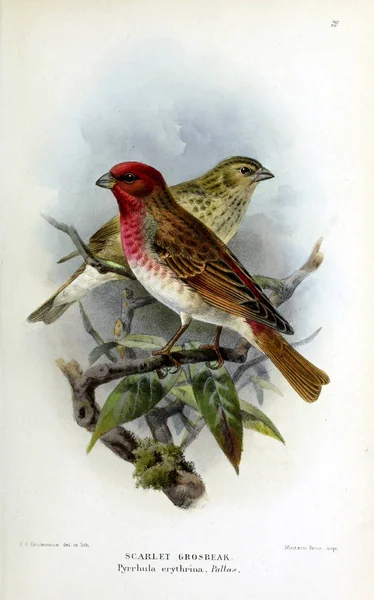 Kuş Illustration Ngiliz Adaları Kuşların Renkli Resimler — Stok fotoğraf