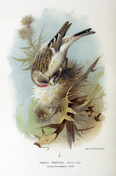 Vogeldarstellung Farbige Figuren Der Vögel Der Britischen Inseln — Stockfoto