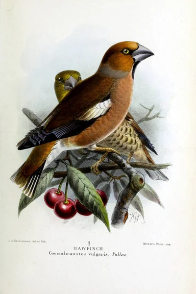 Illustratie Van Vogels Gekleurde Cijfers Van Vogels Van Britse Eilanden — Stockfoto