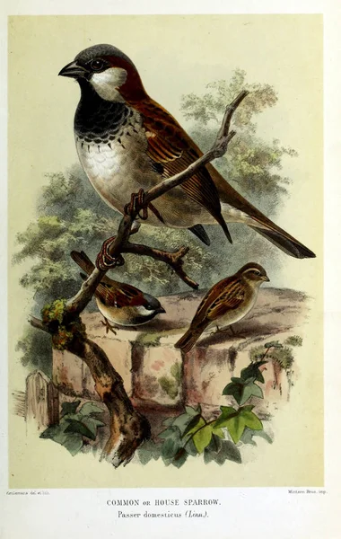 Illustratie Van Vogels Gekleurde Cijfers Van Vogels Van Britse Eilanden — Stockfoto