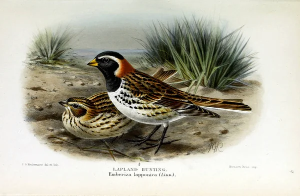 Illustration Fågel Färgade Siffror Fåglarna Brittiska Öarna — Stockfoto