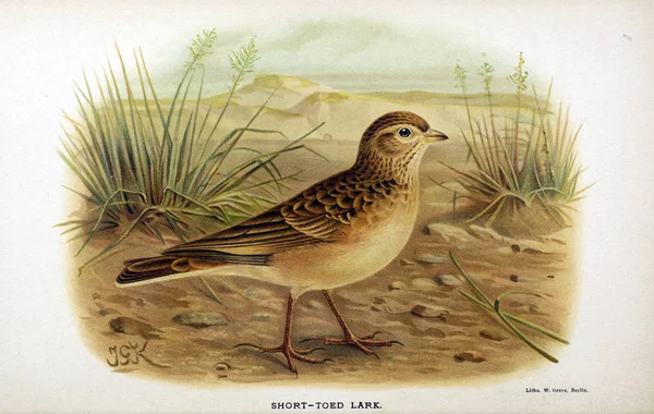 Illustratie Van Vogels Gekleurde Cijfers Van Vogels Van Britse Eilanden — Stockfoto