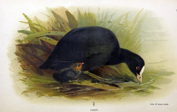 Illustrazione Uccello Figure Colorate Degli Uccelli Delle Isole Britanniche — Foto Stock