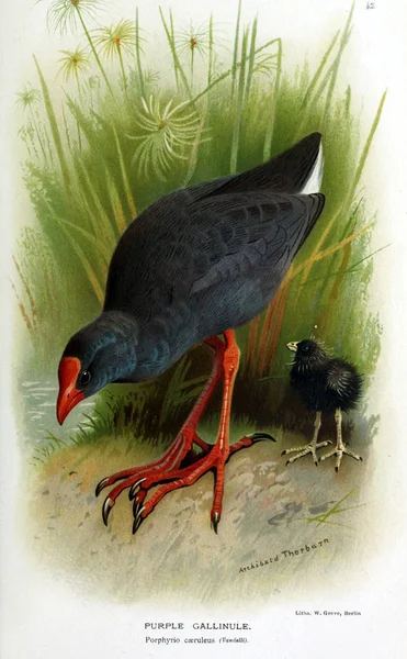 Illustration of bird. Coloured figures of the birds of the British Islands