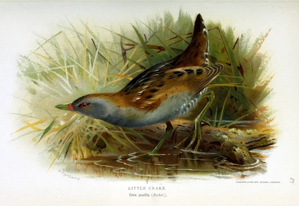 Ilustrace Ptačí Barevné Figurky Ptáků Britských Ostrovech — Stock fotografie