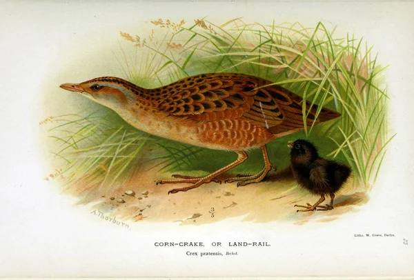 Illustration Oiseau Figures Colorées Des Oiseaux Des Îles Britanniques — Photo