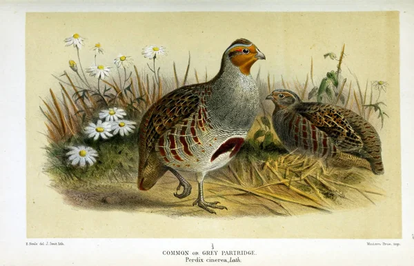 Illustratie Van Vogels Gekleurde Cijfers Van Vogels Van Britse Eilanden — Stockfoto