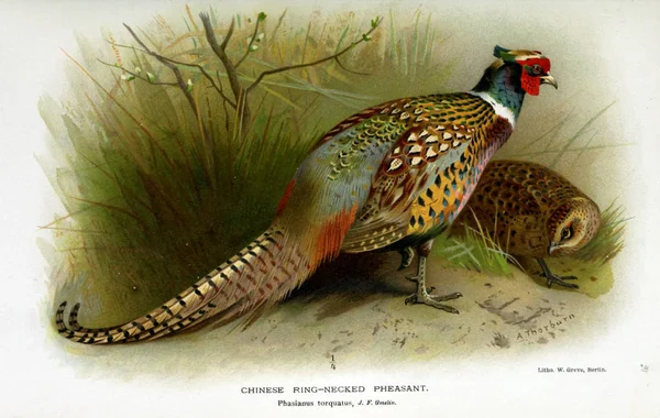 Εικονογράφηση Του Πουλιού Έγχρωμες Φιγούρες Των Πουλιών Των Βρετανικών Νήσων — Φωτογραφία Αρχείου