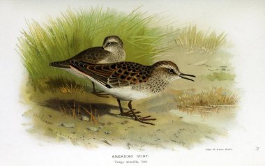 Kuş Illustration. İngiliz Adaları kuşların renkli resimler