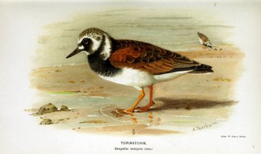 Kuş Illustration. İngiliz Adaları kuşların renkli resimler