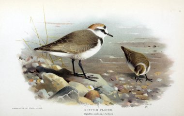 Kuş Illustration. İngiliz Adaları kuşların renkli resimler