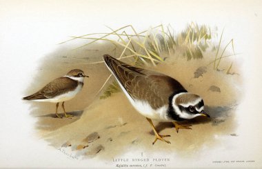 Kuş Illustration. İngiliz Adaları kuşların renkli resimler