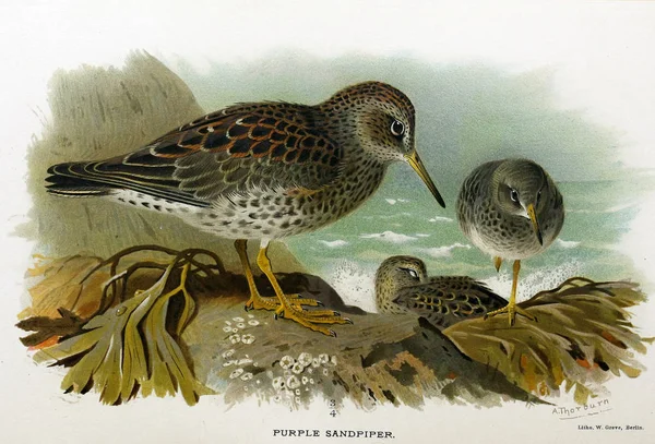 Illustration Bird Coloured Figures Birds British Islands — Stock Photo, Image