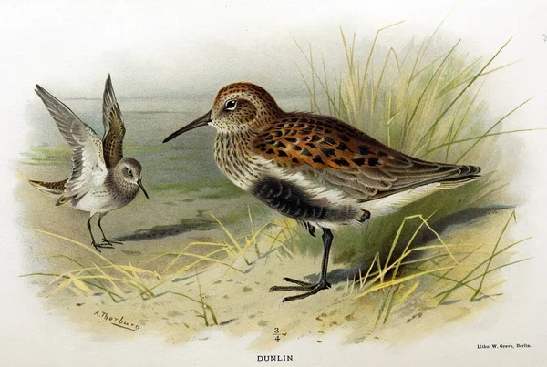 Illustration Oiseau Figures Colorées Des Oiseaux Des Îles Britanniques — Photo