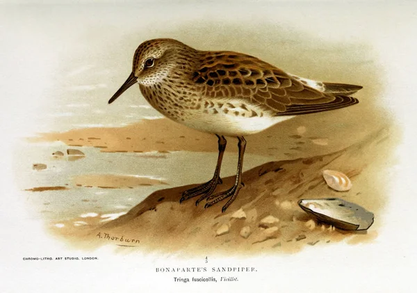 Illustration Oiseau Figures Colorées Des Oiseaux Des Îles Britanniques — Photo