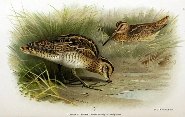 Illustration of bird. Coloured figures of the birds of the British Islands