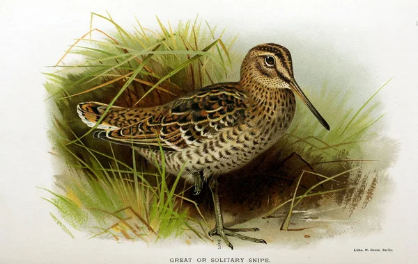 Illustratie Van Vogels Gekleurde Cijfers Van Vogels Van Britse Eilanden — Stockfoto