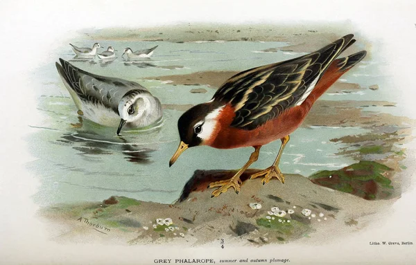 Illustration of bird. Coloured figures of the birds of the British Islands