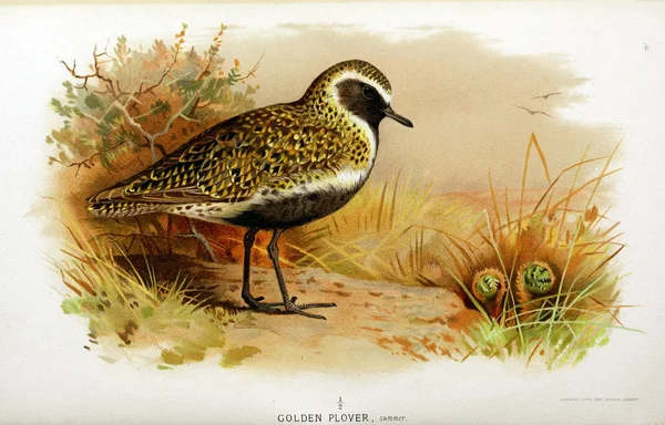 鳥のイラスト イギリス諸島の鳥の色の数字 — ストック写真