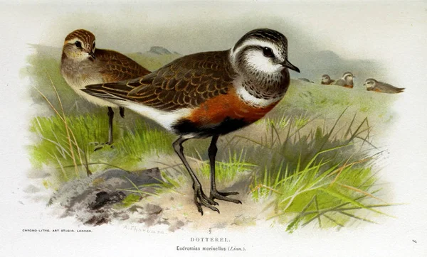 Illustratie Van Vogels Gekleurde Cijfers Van Vogels Van Britse Eilanden — Stockfoto