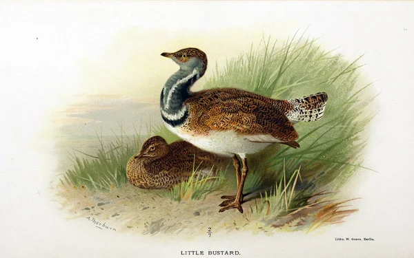 Illustration of bird. Coloured figures of the birds of the British Islands