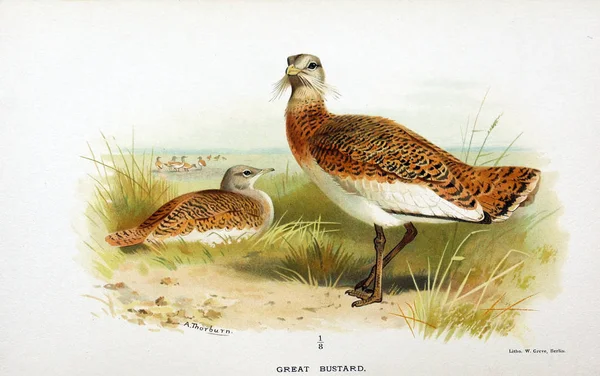 Illustratie Van Vogels Gekleurde Cijfers Van Vogels Van Britse Eilanden — Stockfoto