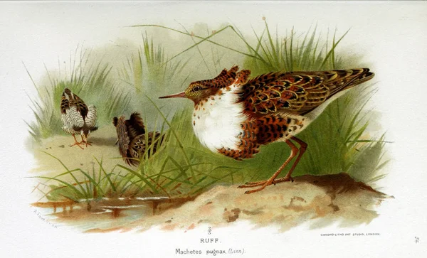 Illustratie Van Vogels Gekleurde Cijfers Van Vogels Van Britse Eilanden — Stockfoto