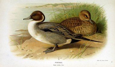 Kuş Illustration. İngiliz Adaları kuşların renkli resimler