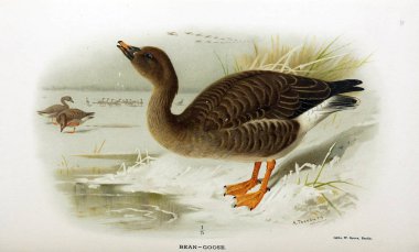 Kuş Illustration. İngiliz Adaları kuşların renkli resimler