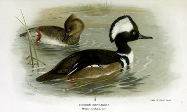 Kuş Illustration. İngiliz Adaları kuşların renkli resimler