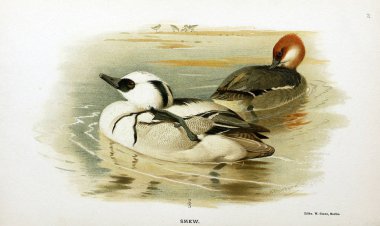 Kuş Illustration. İngiliz Adaları kuşların renkli resimler