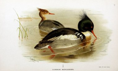 Kuş Illustration. İngiliz Adaları kuşların renkli resimler