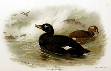 Kuş Illustration. İngiliz Adaları kuşların renkli resimler