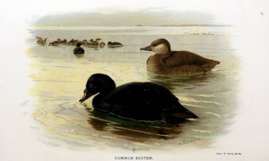 Kuş Illustration. İngiliz Adaları kuşların renkli resimler